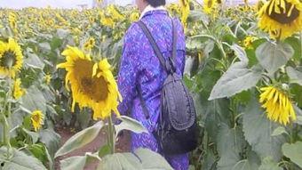 葵花 在线观看,探寻生命之花的奥秘之旅